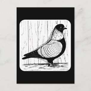 Postal Starling Pigeon Silver-laced 1979
