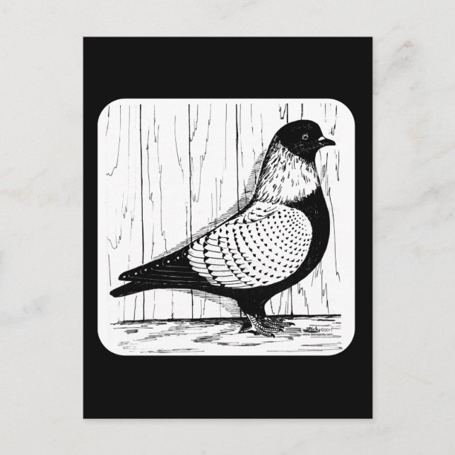 Postal Starling Pigeon Silver-laced 1979 (Anverso)