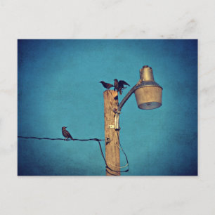 Postal Starlings