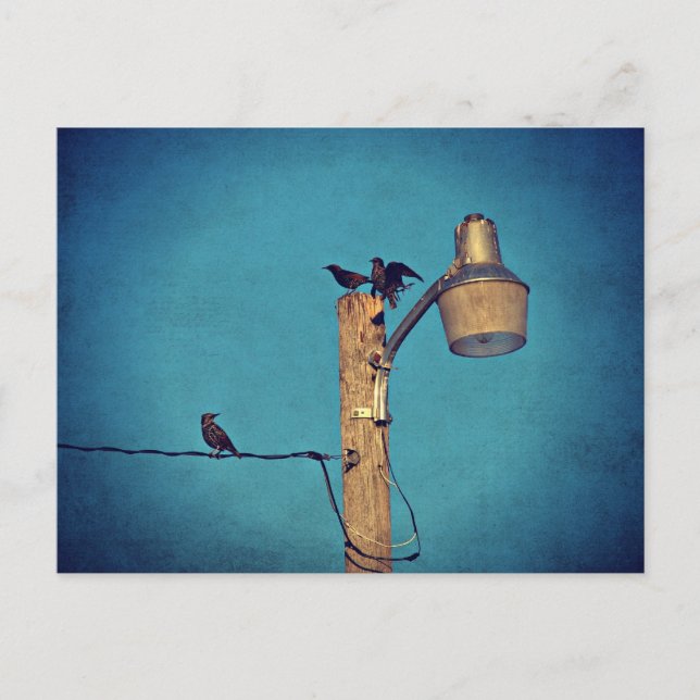 Postal Starlings (Anverso)