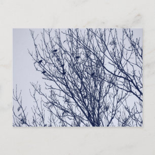 Postal Starlings in a Tree