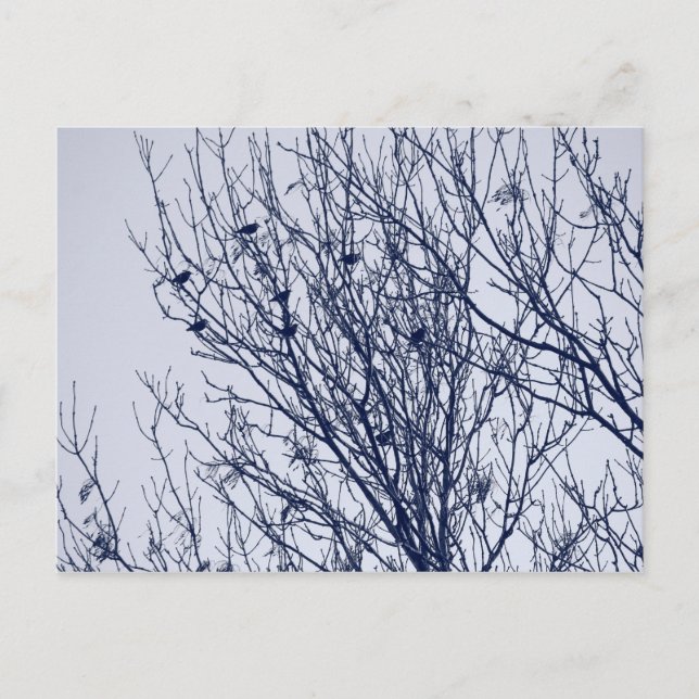 Postal Starlings in a Tree (Anverso)