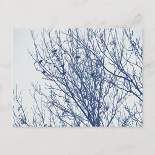 Postal Starlings in a Tree - Cyanotype Effect