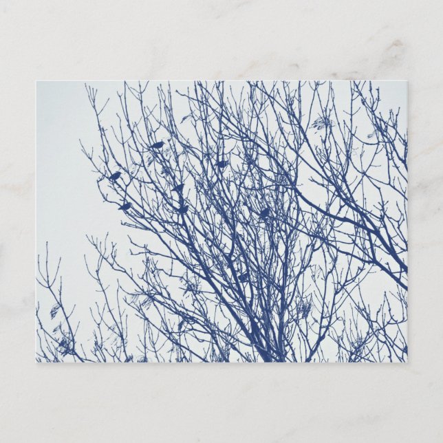 Postal Starlings in a Tree - Cyanotype Effect (Anverso)