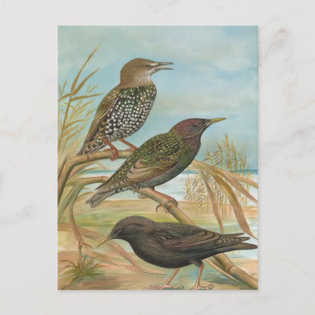 Postal Starlings Vintage Bird Ilustracion (Anverso)