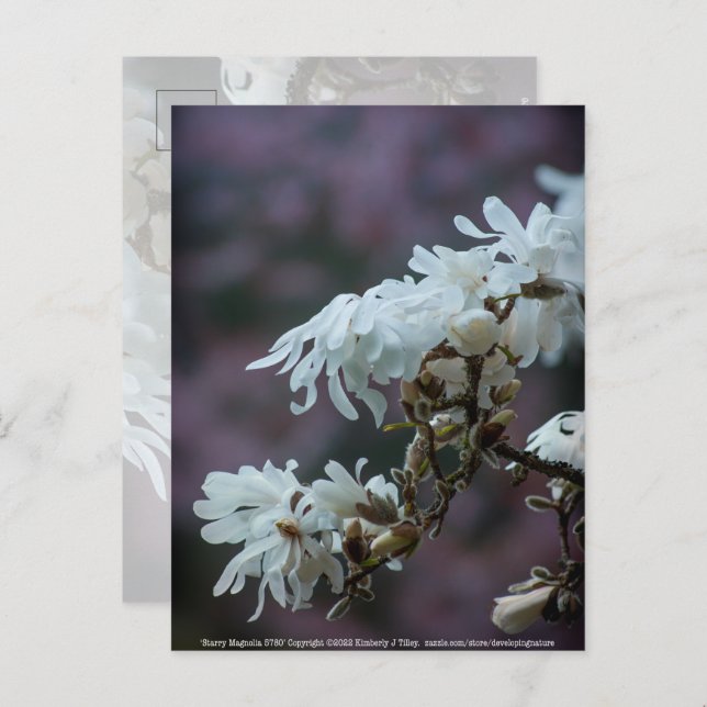 Postal Starry Magnolia 5780 (Anverso / Reverso)