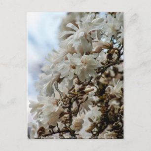 Postal Starry Magnolia 5871