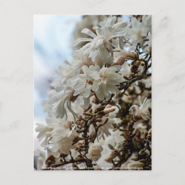 Postal Starry Magnolia 5871 (Anverso)