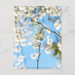 Postal Starry Magnolia 6490