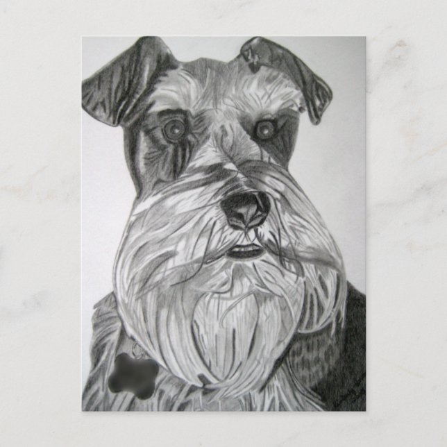 Postal Stated Schnauzer (Anverso)