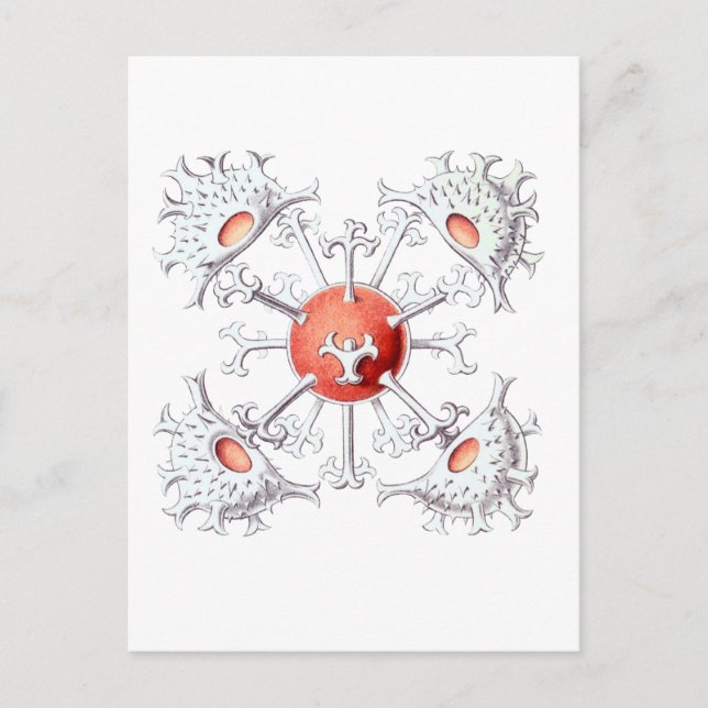 Postal Staurastrum (Anverso)