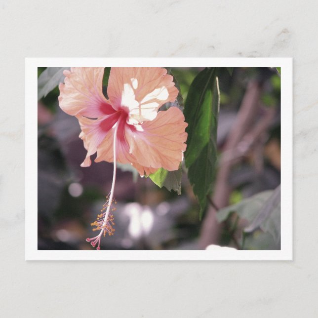 POSTAL STC_0027 (Anverso)