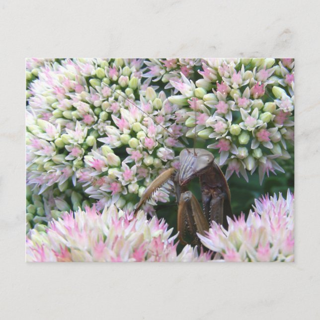 Postal Stealthy Mantis ~ postcard (Anverso)