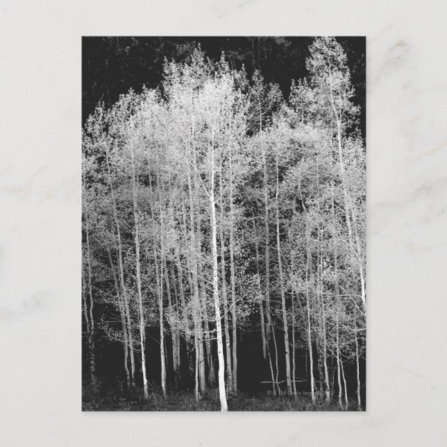 Postal Steamboat, Condado de Routt, Colorado (Anverso)