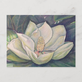 Postal Steel Magnolia