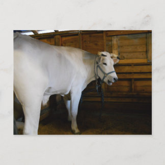 Postal Steer