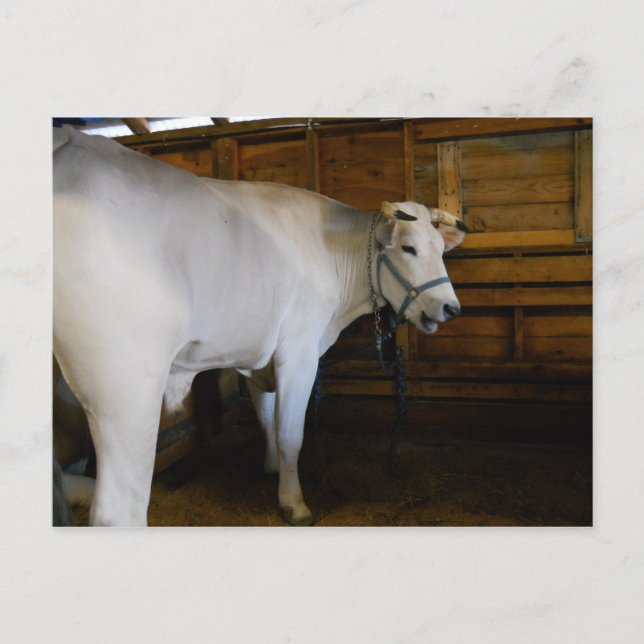 Postal Steer (Anverso)