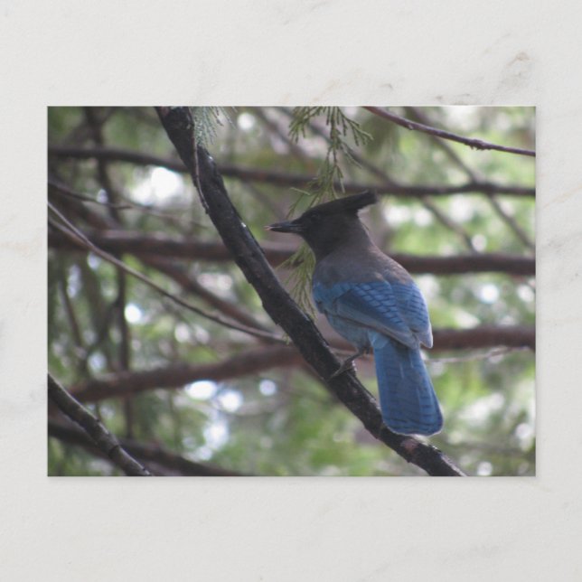 Postal Stellar Jay-Yosemite (Anverso)