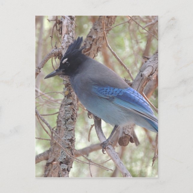 Postal Stellars Jay (Anverso)