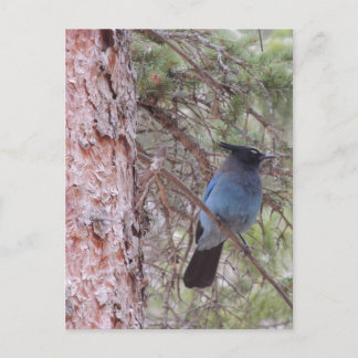 Postal Stellars Jay