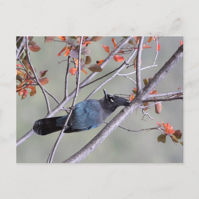 Postal Steller Jay Post Card (Anverso)