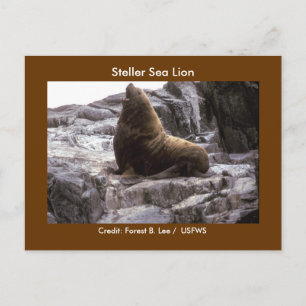 Postal Steller Sea Lion