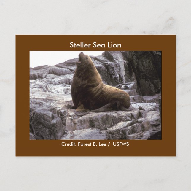 Postal Steller Sea Lion (Anverso)