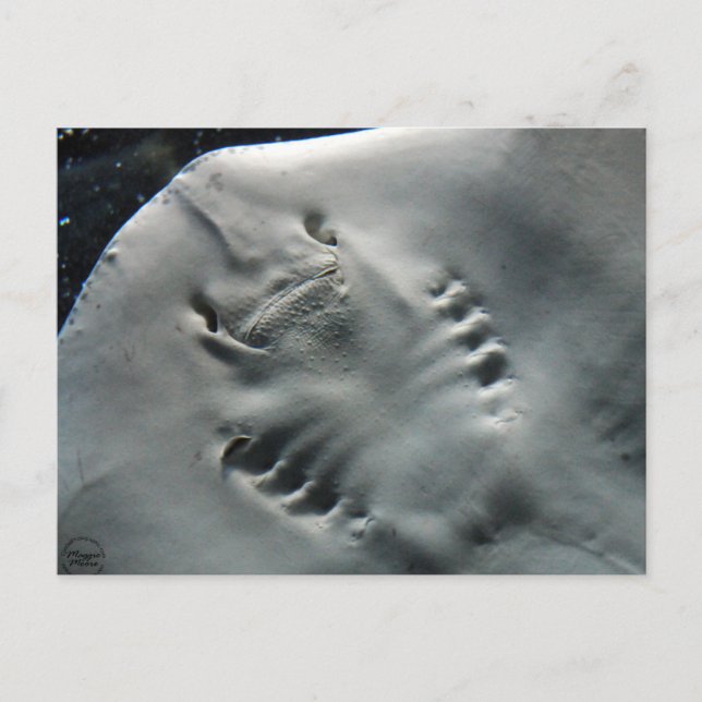 Postal Stingray (Anverso)