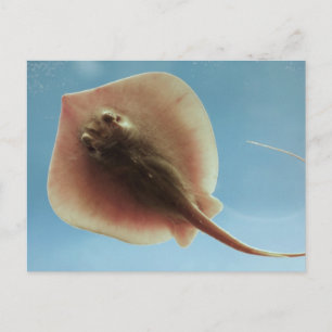 Postal Stingray