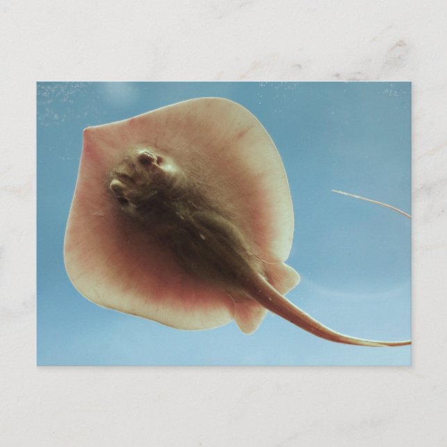 Postal Stingray (Anverso)