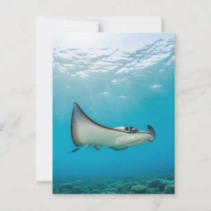 Postal Stingray en Gran Caimán Travel
