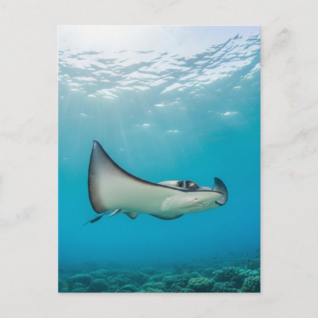 Postal Stingray en Gran Caimán Travel (Anverso)