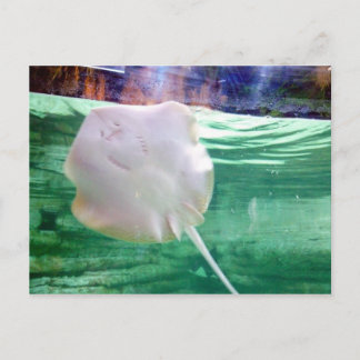 Postal Stingray 'Face', Dubai