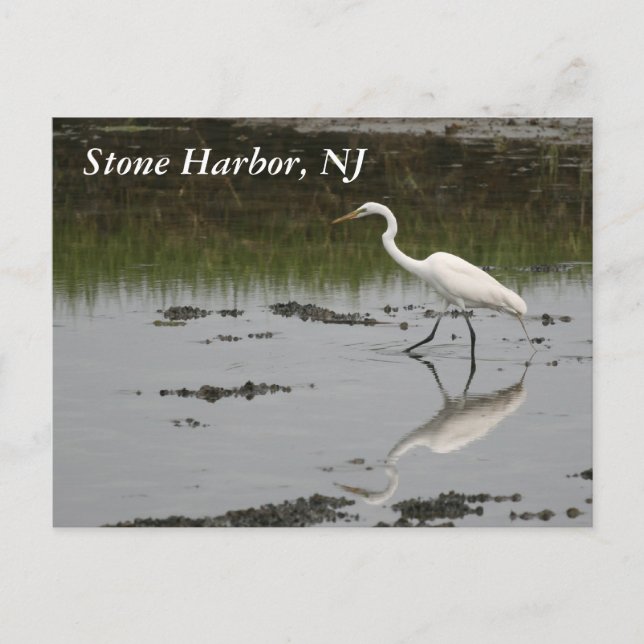 Postal Stone Harbor Egret (Anverso)