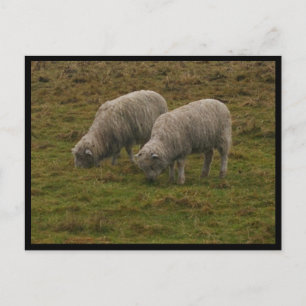 Postal Stonehenge Sheep