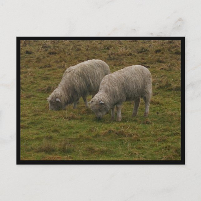 Postal Stonehenge Sheep (Anverso)