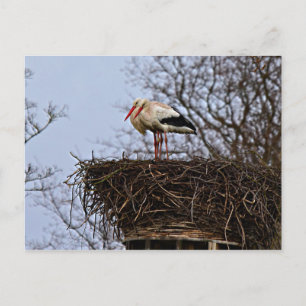 Postal Stork in Nest