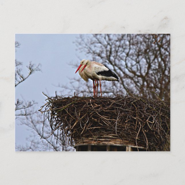 Postal Stork in Nest (Anverso)