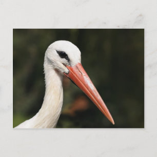 Postal Stork - símbolo de Estrasburgo y Alsacia, Francia