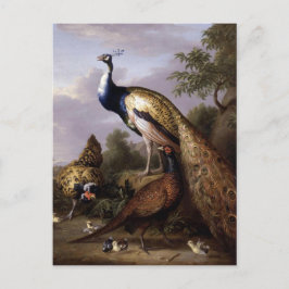Postal STRANOVER, animales de pavo real de las aves tobia