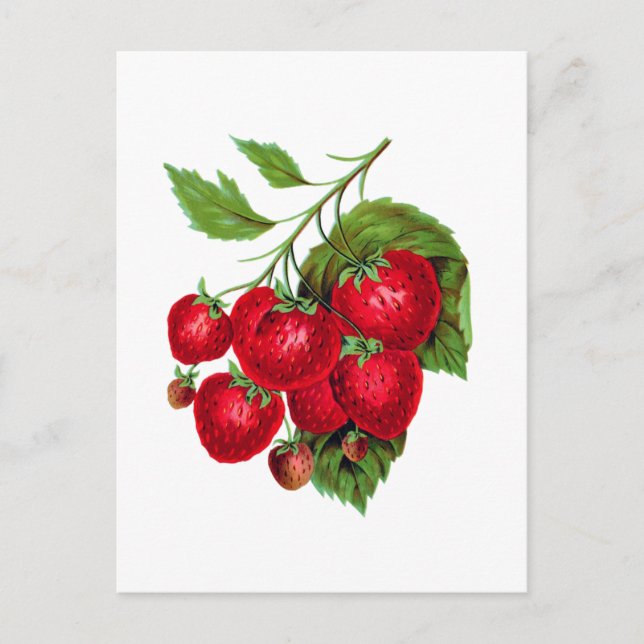 Postal Strawberry Berries Fruit Botanical Postcard (Anverso)
