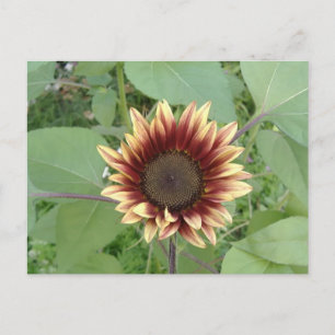 Postal Strawberry Blonde Sunflower