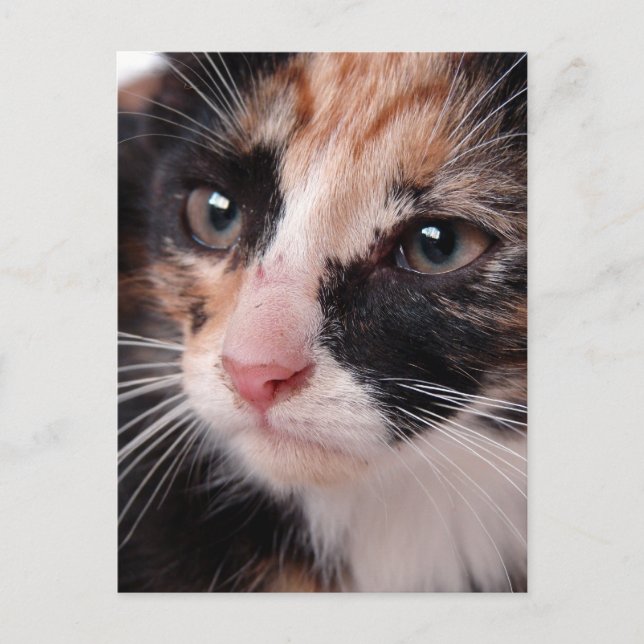 Postal Stray Kitten (Anverso)