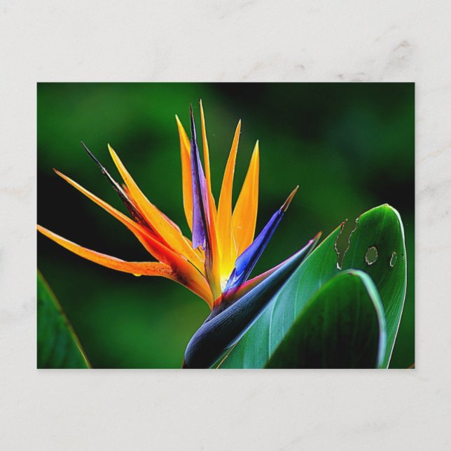 Postal Strelitzia. Ave de la flor del paraíso.