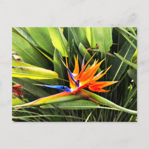 Postal Strelitzia Reginae