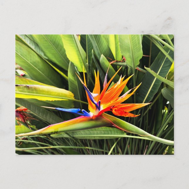 Postal Strelitzia Reginae (Anverso)