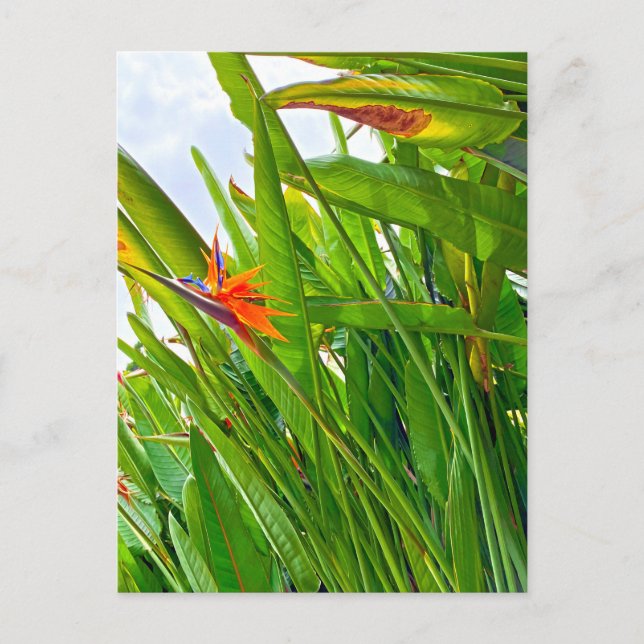 Postal Strelitzia Reginae y hojas (Anverso)