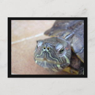 Postal Strelka closeup