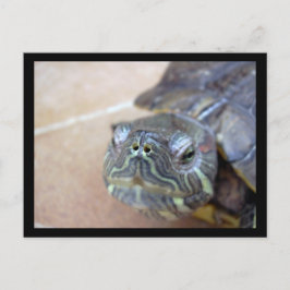 Postal Strelka closeup