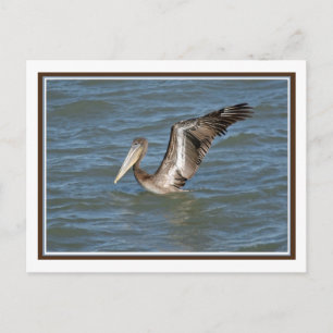 Postal Stretch Pelican